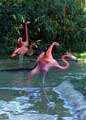 Очаровались розовыми фламинго