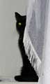 Кошка Люся сидела на подоконнике и сверкала из-за занавески изумрудным глазом